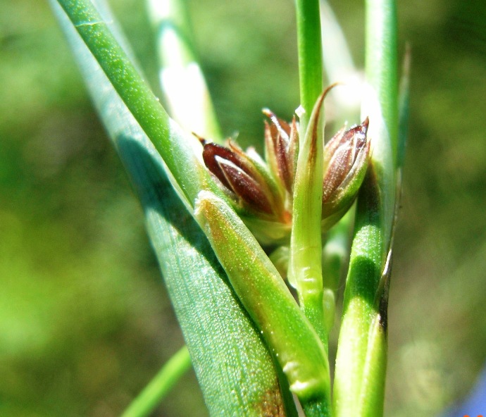 Juncus subnodulosus / Giunco subnodoso